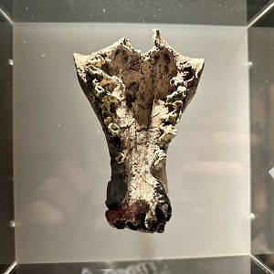 Thylacinus potens (upper jaw)