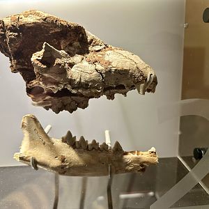 Thylacine (Thylacinus cynocephalus)