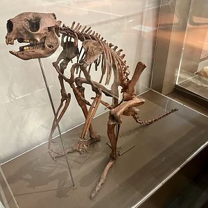 Short-faced kangaroo (Simosthenurus occidentalis)