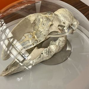 Demon Duck of Doom (Dromornis planei)