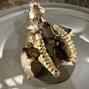 Short-faced kangaroo (Simosthenurus occidentalis)