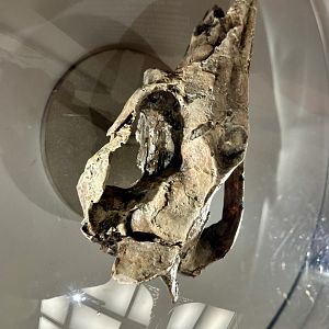 Riversleigh killer kangaroo (Ekaltadeta ima)