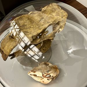 Giant wombat (Phascolonus gigas)