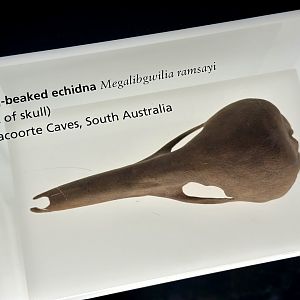 Long-beaked echidna (Megalibgwilia ramsayi)