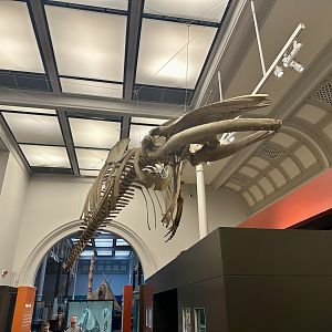 Sei whale (Balaenoptera borealis)