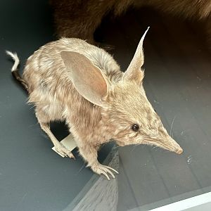 Greater bilby (Macrotis lagotis)