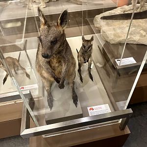 Swamp wallaby (Wallabia bicolor)