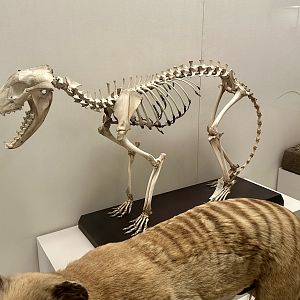 Thylacine (Thylacinus cynocephalus)
