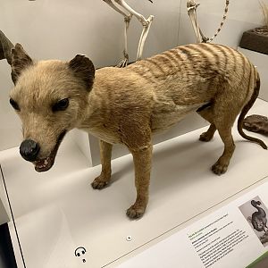 Thylacine (Thylacinus cynocephalus)