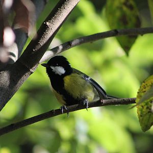 Green-backed Tit (Parus monticolus)