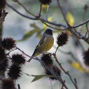 Black-headed Greenfinch (Chloris ambigua)