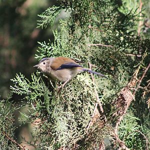 Blue-winged Minla (Siva cyanouroptera)