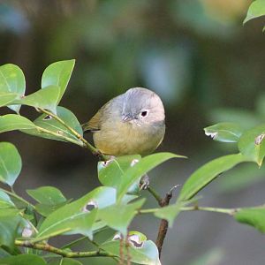 David's Fulvetta (Fulvetta davidi)