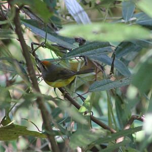 Mountain Tailorbird (Phyllergates cucullatus)