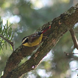 Red-tailed Minla (Minla ignotincta)