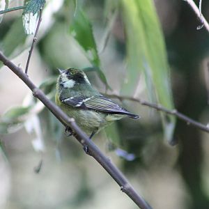 Yellow-bellied Tit (Periparus venustulus)