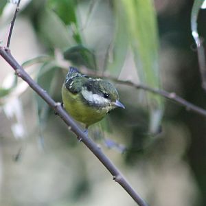 Yellow-bellied Tit (Periparus venustulus)