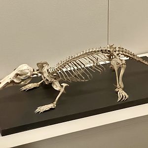 Platypus (Ornithorhynchus anatinus)