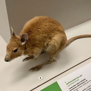 Rufous hare-wallaby (Lagorchestes hirsutus)