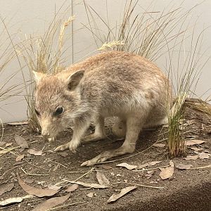 Rufous bettong (Aepyprymnus rufescens)