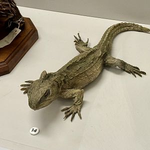 Tuatara (Sphenodon punctatus)