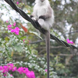 White-thighed Langur (Presbytis siamensis)