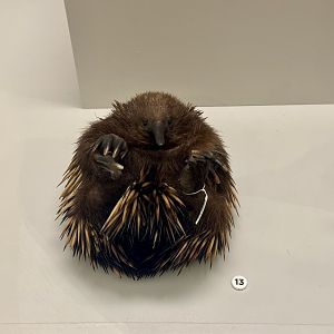 Short-beaked echidna (Tachyglossus aculeatus)