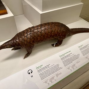 Sunda pangolin (Manis javanica)