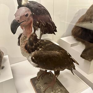 Red-headed vulture (Sarcogyps calvus)