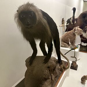 King colobus (Colobus polykomos)