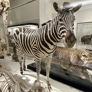 Plains zebra (Equus quagga)