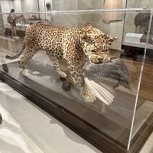 African leopard (Panthera pardus pardus)