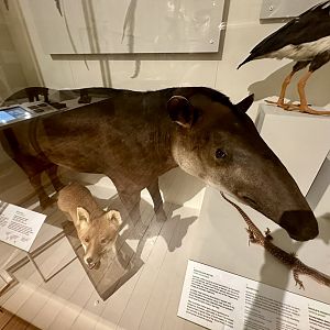 Brazilian tapir (Tapirus terrestris)