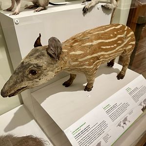 Brazilian tapir (Tapirus terrestris)