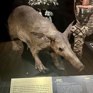Aardvark (Orycteropus afer)