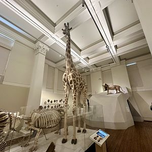 Giraffe (Giraffa tippelskirchi)