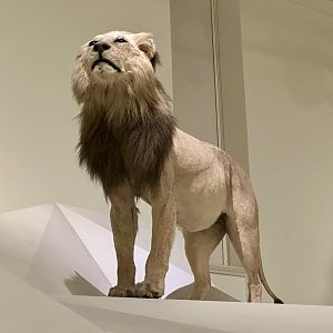 African lion (Panthera leo)