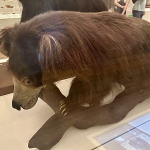 Sloth bear (Melursus ursinus)