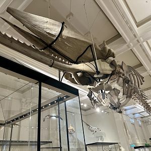 Sperm whale (Physeter macrocephalus)