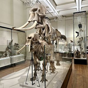 Asian elephant (Elephas maximus)