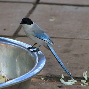 Azure-winged Magpie (Cyanopica cyanus)