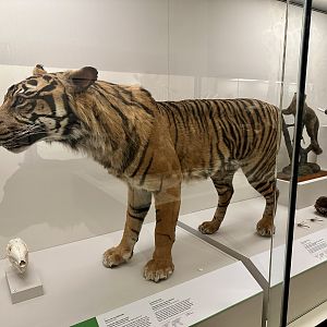Ramalon (Sumatran Tiger)