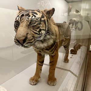 Ramalon (Sumatran Tiger)