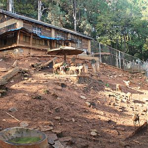 Siberian Ibex and Mouflon enclosure