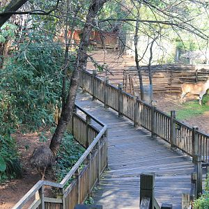 Boardwalk past hoofstock pens