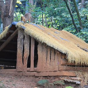Reeves' Muntjac on a house