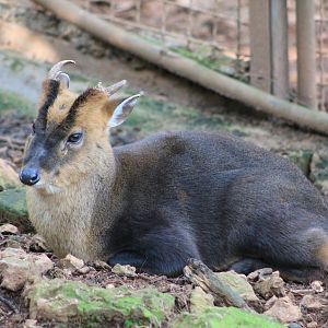 Reeves' Muntjac