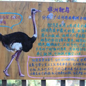 Signage example (Ostrich)