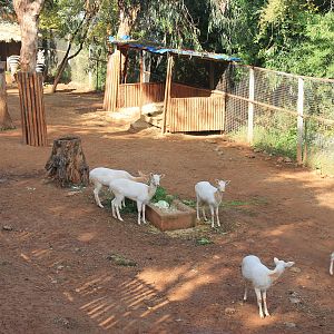 White Fallow Deer and Zebra
