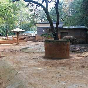 White Rhino enclosure